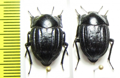 Praocis chilensis  Chile - INSECTS-STORE.RU