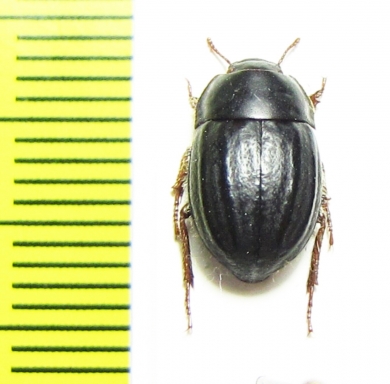 Praocis costata  Chile - INSECTS-STORE.RU