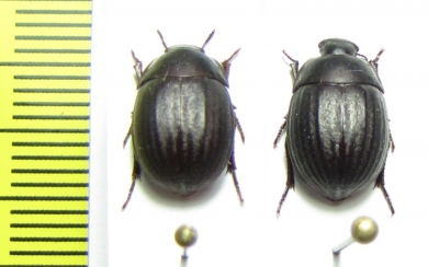 Praocis costatula  Chile - INSECTS-STORE.RU