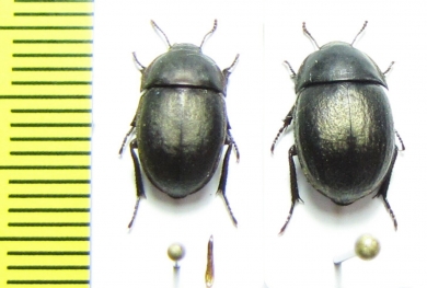 Praocis curta, pair  Chile - INSECTS-STORE.RU