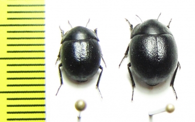 Praocis curtisi  Chile - INSECTS-STORE.RU