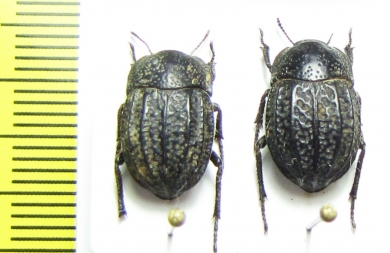 Praocis dentipes  Chile - INSECTS-STORE.RU