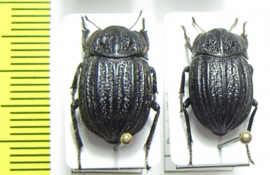 Praocis pleuroptera  Chile - INSECTS-STORE.RU