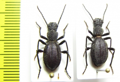 Psammetichus larraini, pair  Chile - INSECTS-STORE.RU