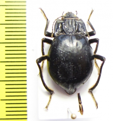 Psectrascelis crassiventris  Chile - INSECTS-STORE.RU