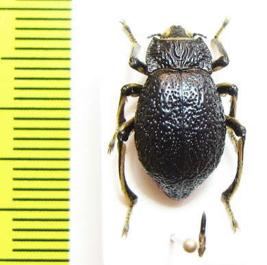 Psectrascelis davidsi  Chile - INSECTS-STORE.RU