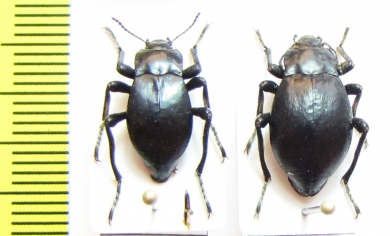 Psectrascelis escobari, pair  Chile - INSECTS-STORE.RU