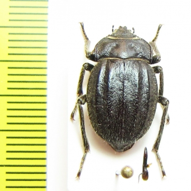 Psectrascelis impressicollis  Chile - INSECTS-STORE.RU