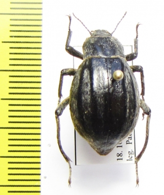 Psectrascelis pilosa  Chile - INSECTS-STORE.RU