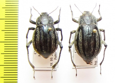 Psectrascelis pilosa, pair  Chile - INSECTS-STORE.RU
