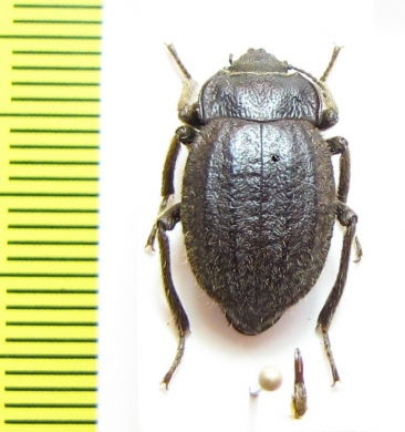 Psectrascelis rojasi  Chile - INSECTS-STORE.RU