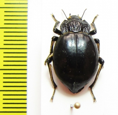 Psectrascelis rottmanni  Chile - INSECTS-STORE.RU