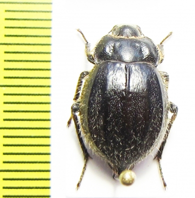 Psectrascelis similis  Chile - INSECTS-STORE.RU