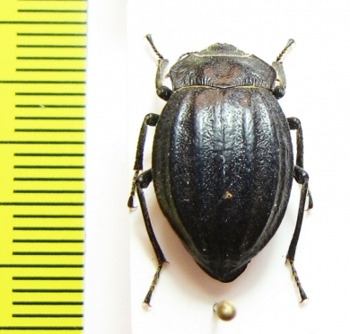 Psectrascelis subcostata  Chile - INSECTS-STORE.RU