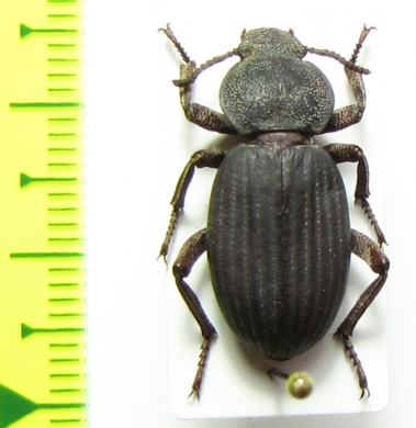 Scotobius atacamensis, Chile - INSECTS-STORE.RU