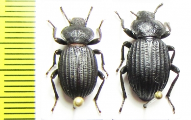 Scotobius bullatus, pair  Chile - INSECTS-STORE.RU