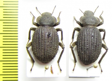 Scotobius gayi  Chile - INSECTS-STORE.RU