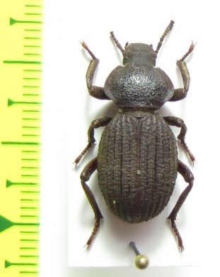 Scotobius kirbyi  Chile - INSECTS-STORE.RU