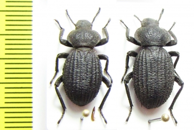Scotobius rugosulus, pair  Chile - INSECTS-STORE.RU