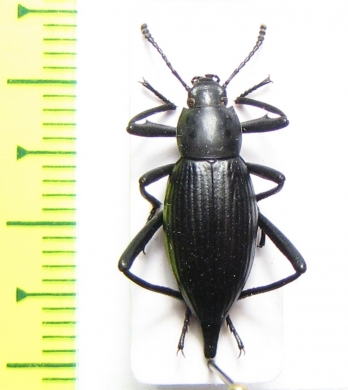 Tenebrionidae sp.  Mexico - INSECTS-STORE.RU