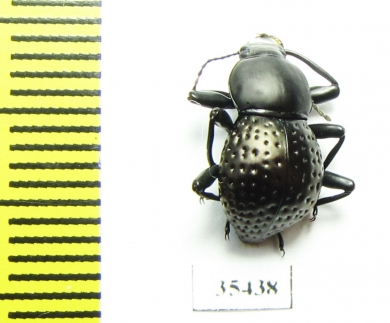 Tenebrionidae sp.  Mexico - INSECTS-STORE.RU