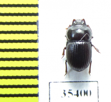 Tenebrionidae sp.  Mexico - INSECTS-STORE.RU