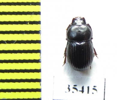 Tenebrionidae sp.  Mexico - INSECTS-STORE.RU