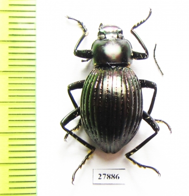 Tenebrionidae sp.  Mexico - INSECTS-STORE.RU