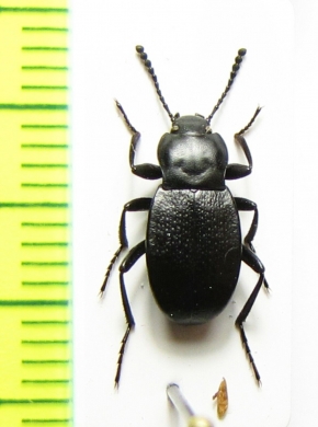 Tenebrionidae sp.  Mexico - INSECTS-STORE.RU