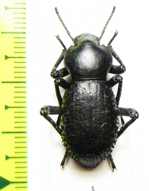 Tenebrionidae sp.  Mexico - INSECTS-STORE.RU