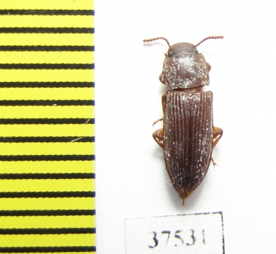 Tenebrionidae sp.  Colombia - INSECTS-STORE.RU