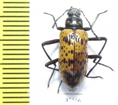 Tenebrionidae sp.  Honduras - INSECTS-STORE.RU