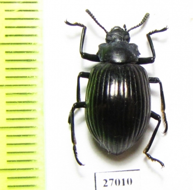 Tenebrionidae sp.  Honduras - INSECTS-STORE.RU