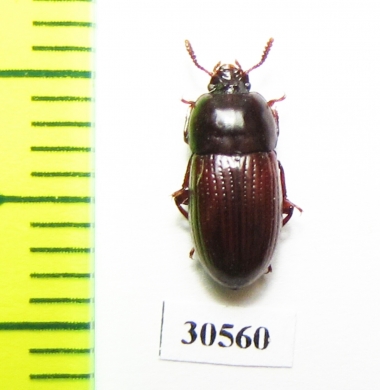 Tenebrionidae sp.  Venezuela - INSECTS-STORE.RU