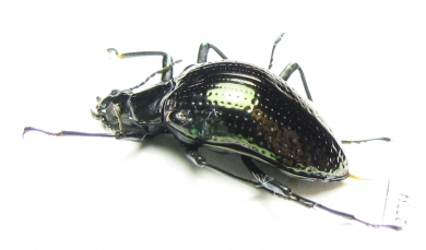 Tenebrionidae sp.  Costa Rica - INSECTS-STORE.RU