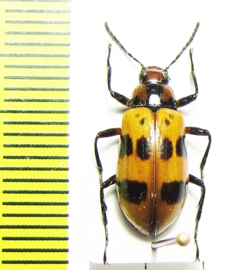 Tenebrionidae sp.  Costa Rica - INSECTS-STORE.RU