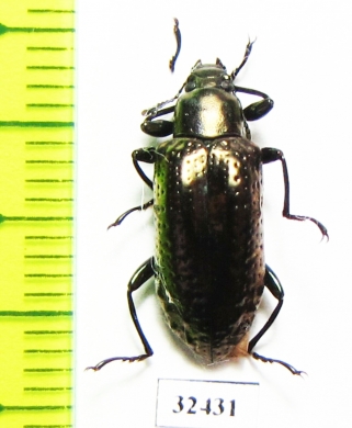 Tenebrionidae sp.  Costa Rica - INSECTS-STORE.RU