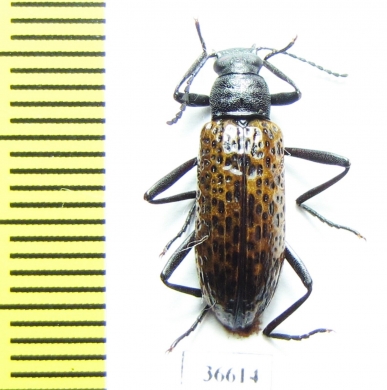 Tenebrionidae sp.  Costa Rica - INSECTS-STORE.RU