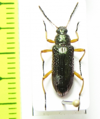 Tenebrionidae sp.  Costa Rica - INSECTS-STORE.RU