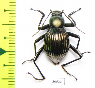 Tenebrionidae sp.  Costa Rica - INSECTS-STORE.RU