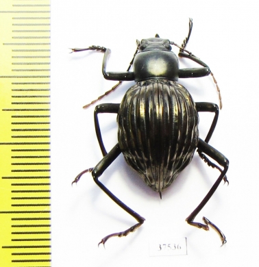 Tenebrionidae sp.  Costa Rica  24mm - INSECTS-STORE.RU