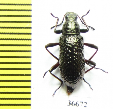 Tenebrionidae sp.  Costa Rica   - INSECTS-STORE.RU