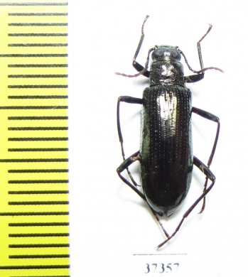 Tenebrionidae sp.  Ecuador - INSECTS-STORE.RU