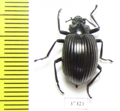 Tenebrionidae sp.  Ecuador - INSECTS-STORE.RU