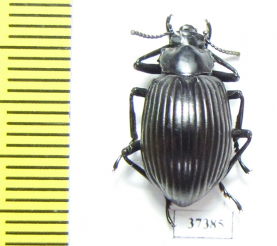 Tenebrionidae sp.  Ecuador - INSECTS-STORE.RU