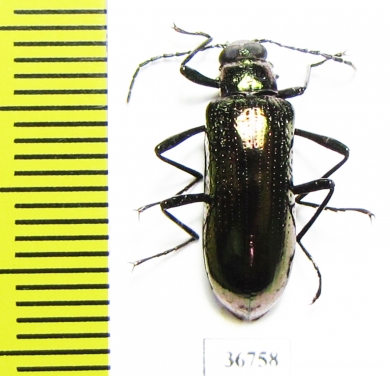 Tenebrionidae sp.  Ecuador - INSECTS-STORE.RU