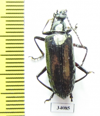 Tenebrionidae sp.  Ecuador - INSECTS-STORE.RU