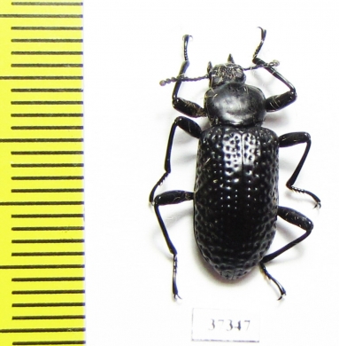 Tenebrionidae sp.  Ecuador - INSECTS-STORE.RU