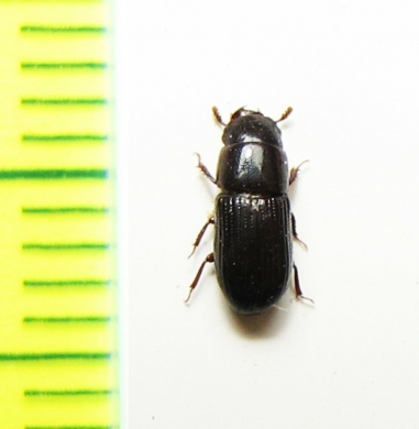 Tenebrionidae sp.  Peru - INSECTS-STORE.RU