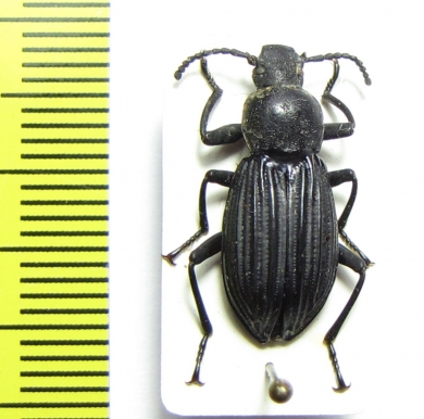 Tenebrionidae sp.  Peru - INSECTS-STORE.RU